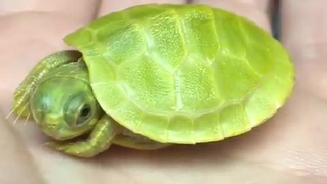 little turtle