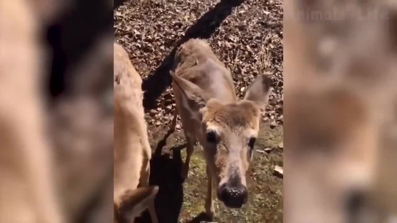 Funniest Animals Try Not To Laugh 🤣 Funny funny Wild Animals