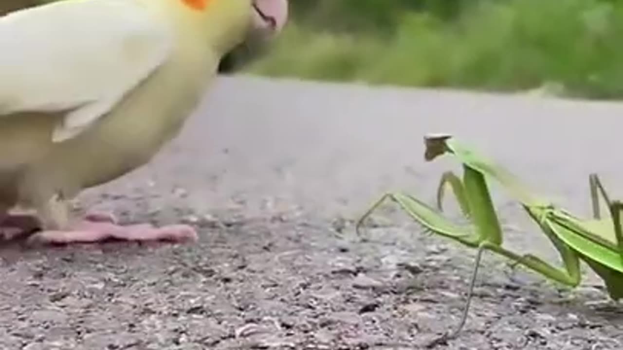 Parrot and Grasshopper Friendship #shorts #viral #shortsvideo #video