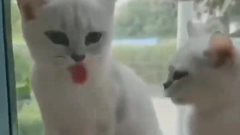 Funny cat white