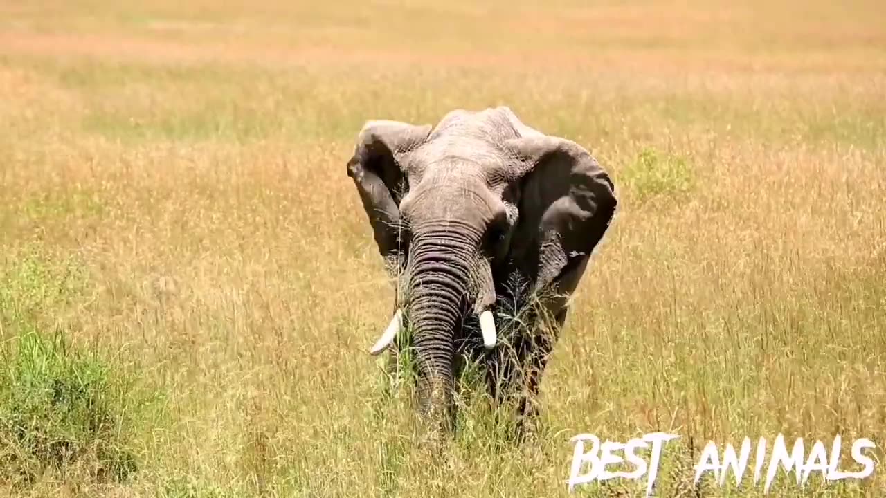 Most amazing moment of wild animals