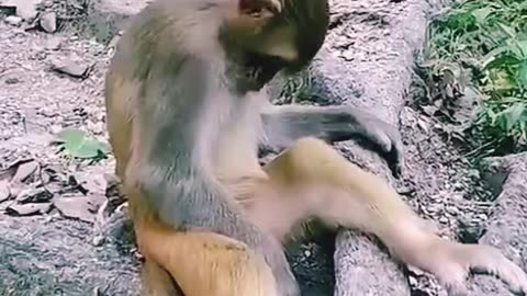 Monkey sleeping