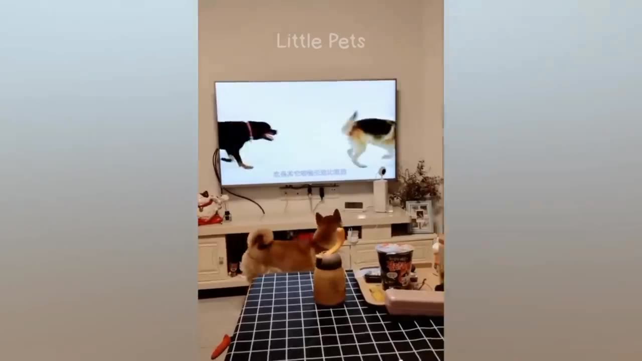 Dog very funny tv scene 😂😂😂😂