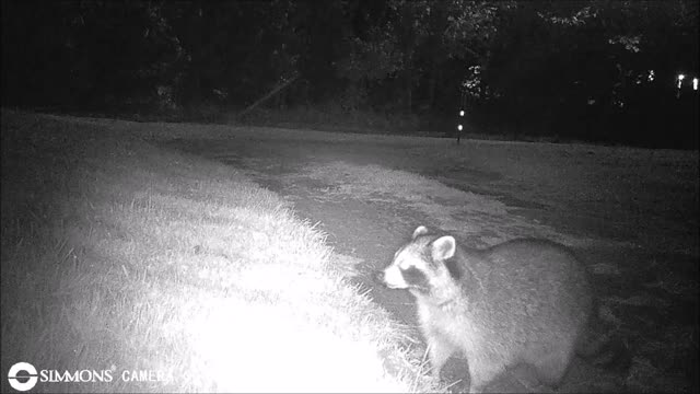 Backyard Trail Cams - Raccoon in the Driveway