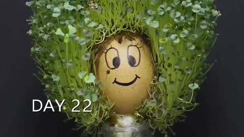 Creative videos