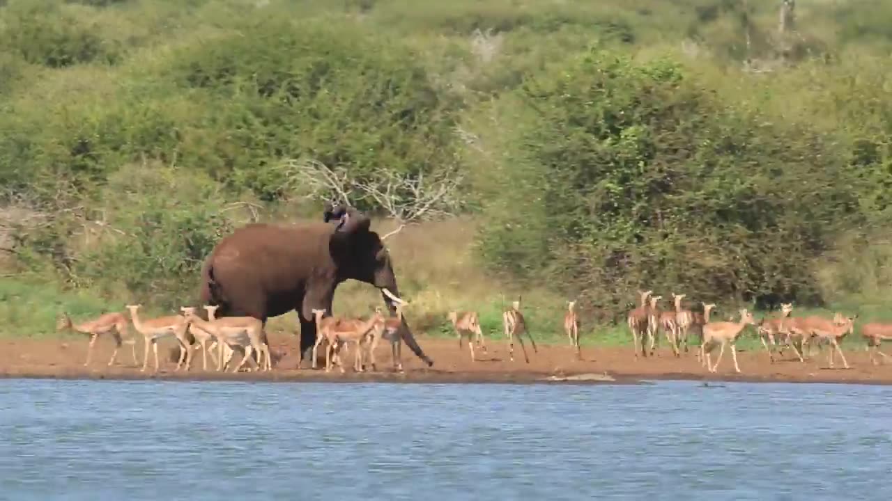 Watch an Elephant chasing Impala at South Africa national Park #wildlife#animals#nature