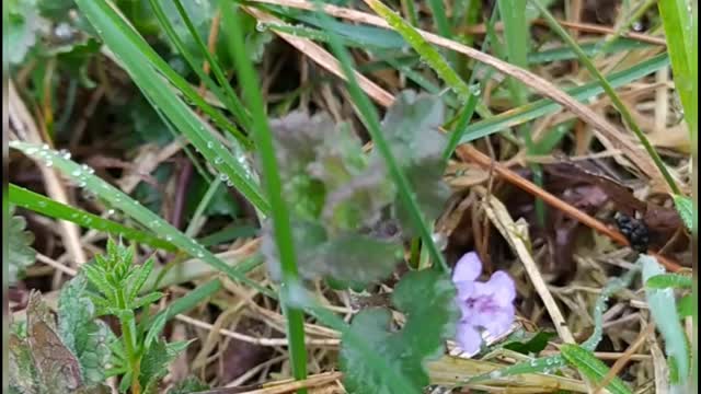 Ground-ivy