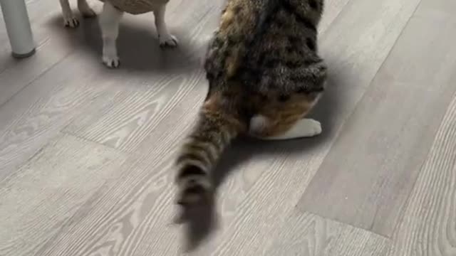 Puppy and cat funny fight