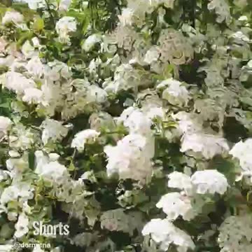 Flowering tree, wind and bees