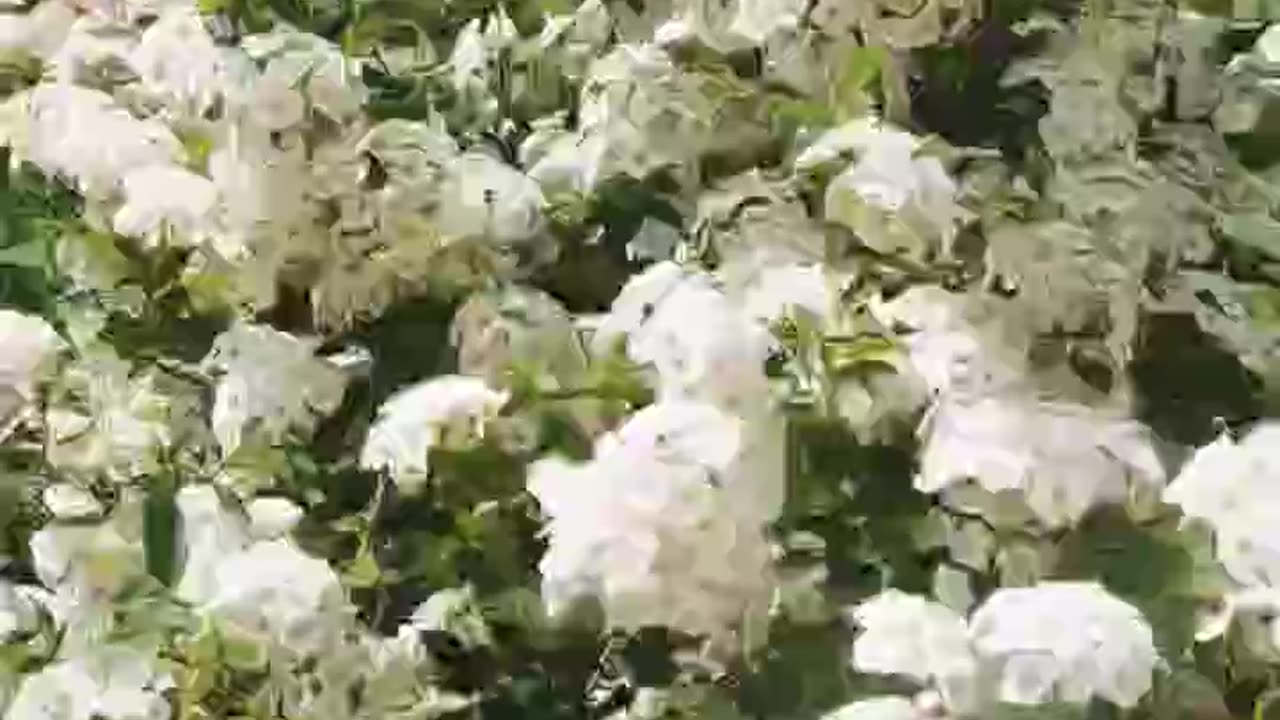 Flowering tree, wind and bees