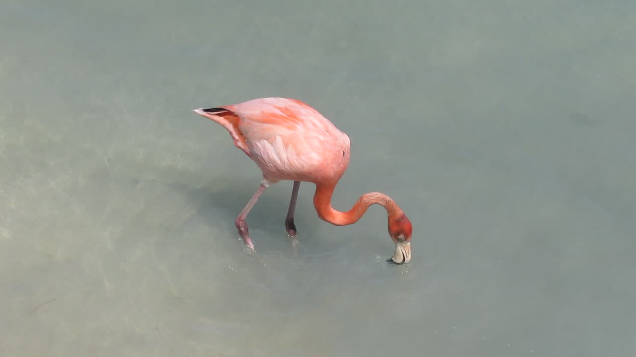 Flamingo Digging for Food in the Water