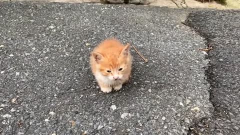 Cute little cat who was hungry on the street and came to me