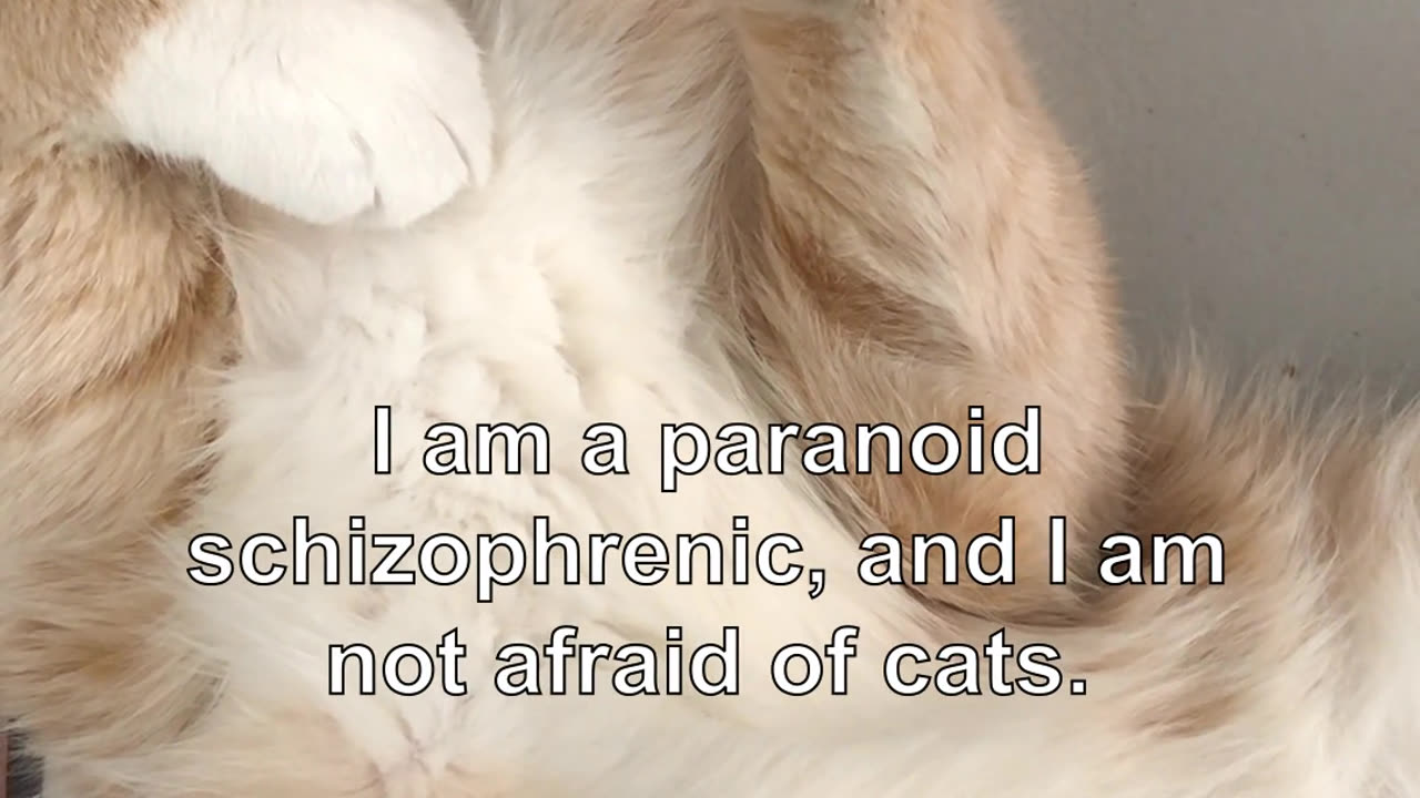 I hope you are not lonely,' he said. I am a paranoid schizophrenic, and I am not afraid of cats.