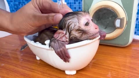 Baby monkey Bon Bon goes to do the laundry and playing with the Chicken So cute