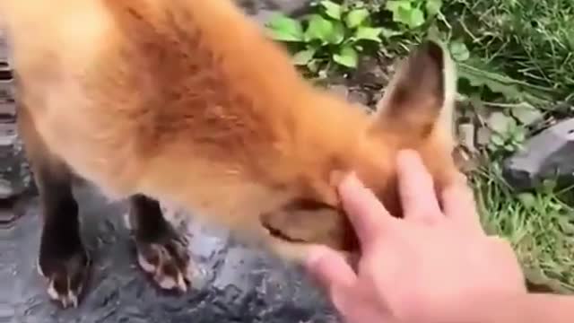 Best Funny Animal Videos