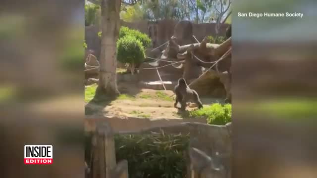 Dog Removed From Gorilla Enclosure at San Diego Zoo