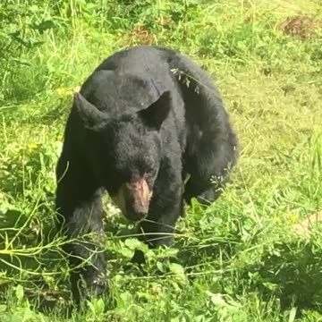 Big Black Bear #funny #memes #nature