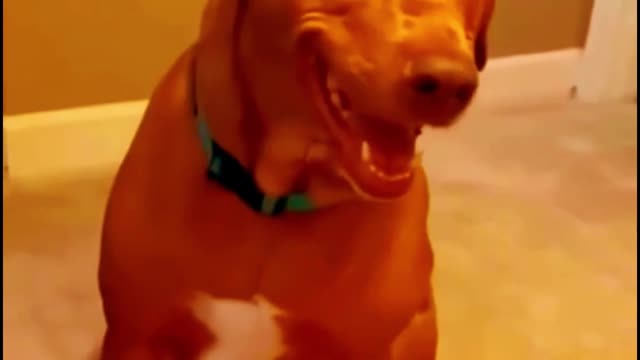 Funniest Animals | Funny Dog And Cat | Funny Animals Video ...