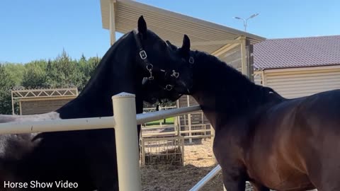 Horse in love