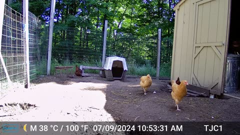 Rooster Crowing, Red and Blond Hens