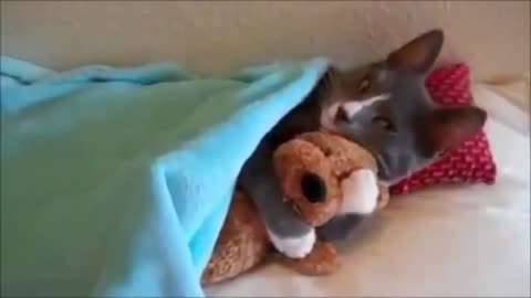 Funny cats