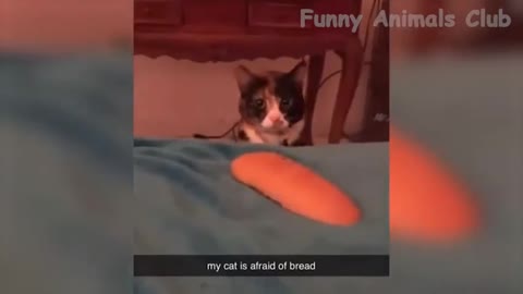 FUNNY COMPILATION VIDEOS 6 | FUNNY ANIMAL COMPILATION | #SHORTS