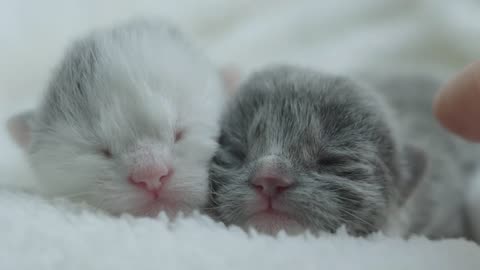 🐱This is a cute video of very salty kittens pooping for the first time, they are so cute 😍😍