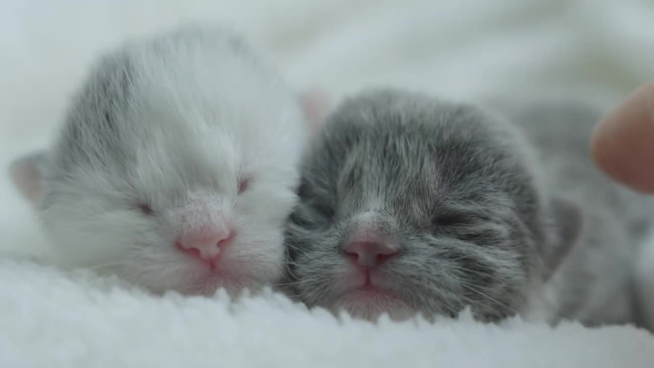 π±This is a cute video of very salty kittens pooping for the first time, they are so cute ππ