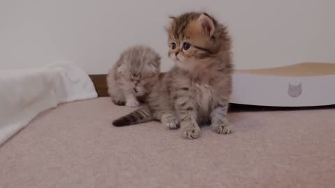 I can_t help but worry about my kitten who failed in baby food training_