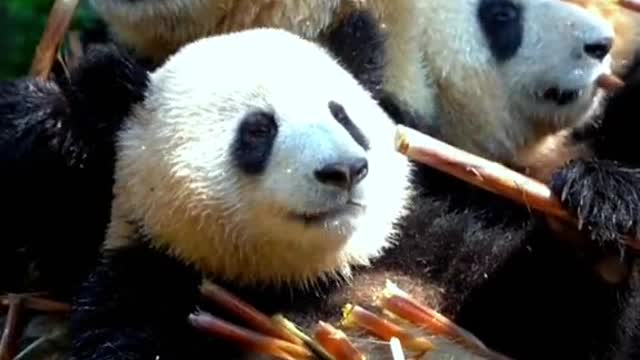 Lovely giant panda, come and have a look!