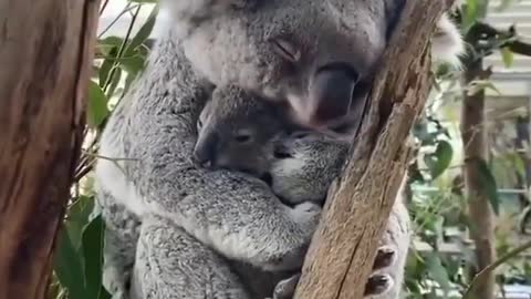 The koala