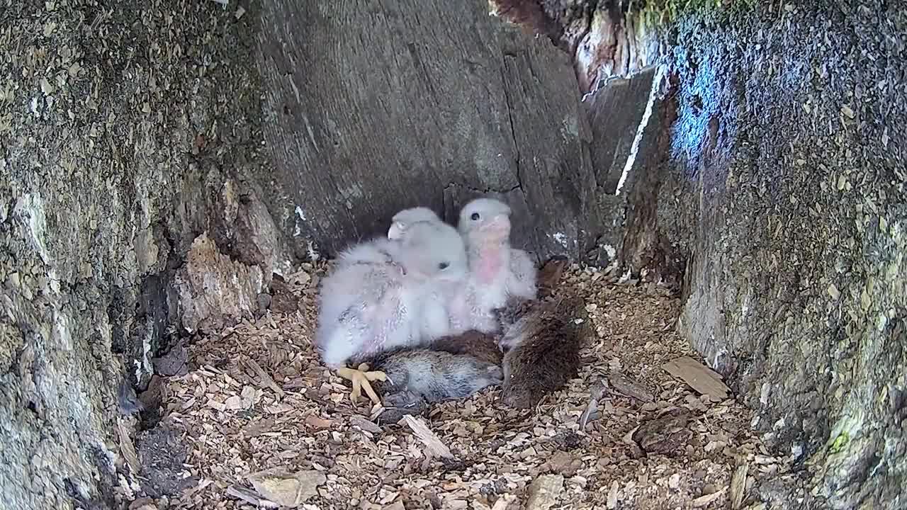 Kestrel Dad Learns to Care for Chicks After Mum Disappears-11