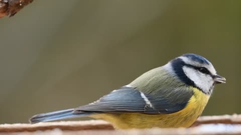 A Bird Eating its meal 🕊