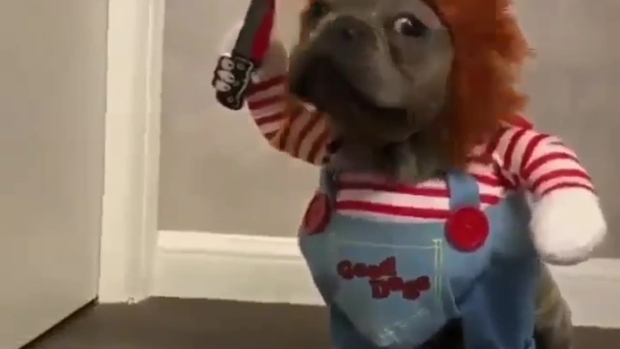 "Chucky's Chuckle-Chase: The Hilarious Hound on the Loose!"