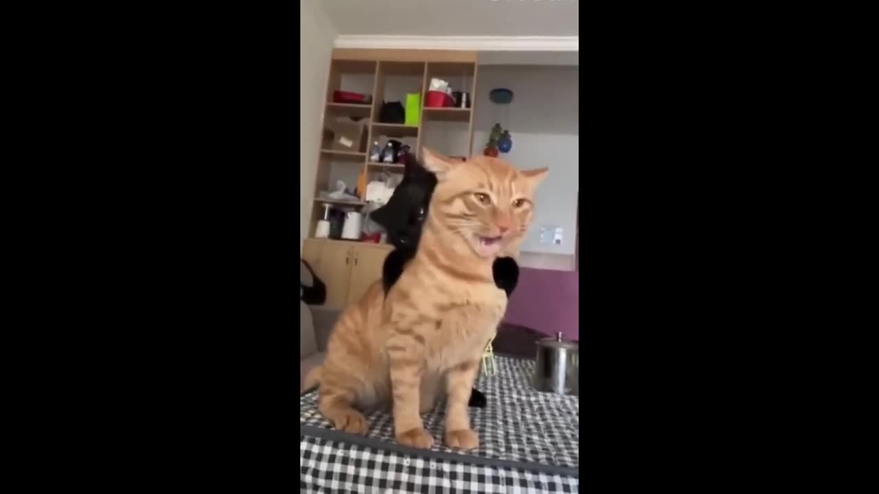 Cats & Dogs Caught in Hilarious Moments- Funniest Animal Fails! 🐾