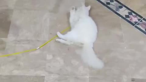 Cute and funny cat video.