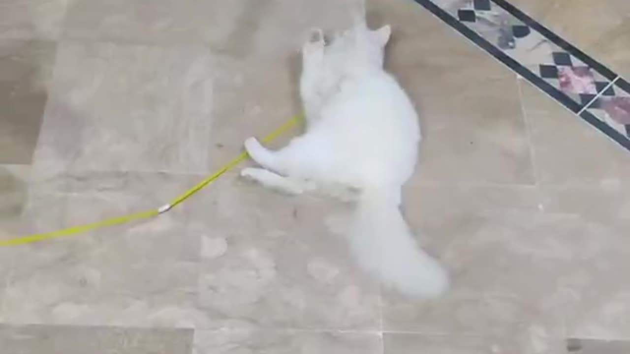 Cute and funny cat video.