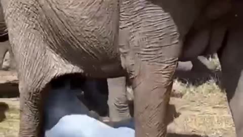 Elephant birth