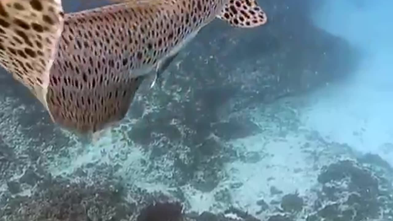 THE GRACEFUL LEOPARD SHARK