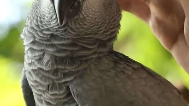 Pet the cute little parrot