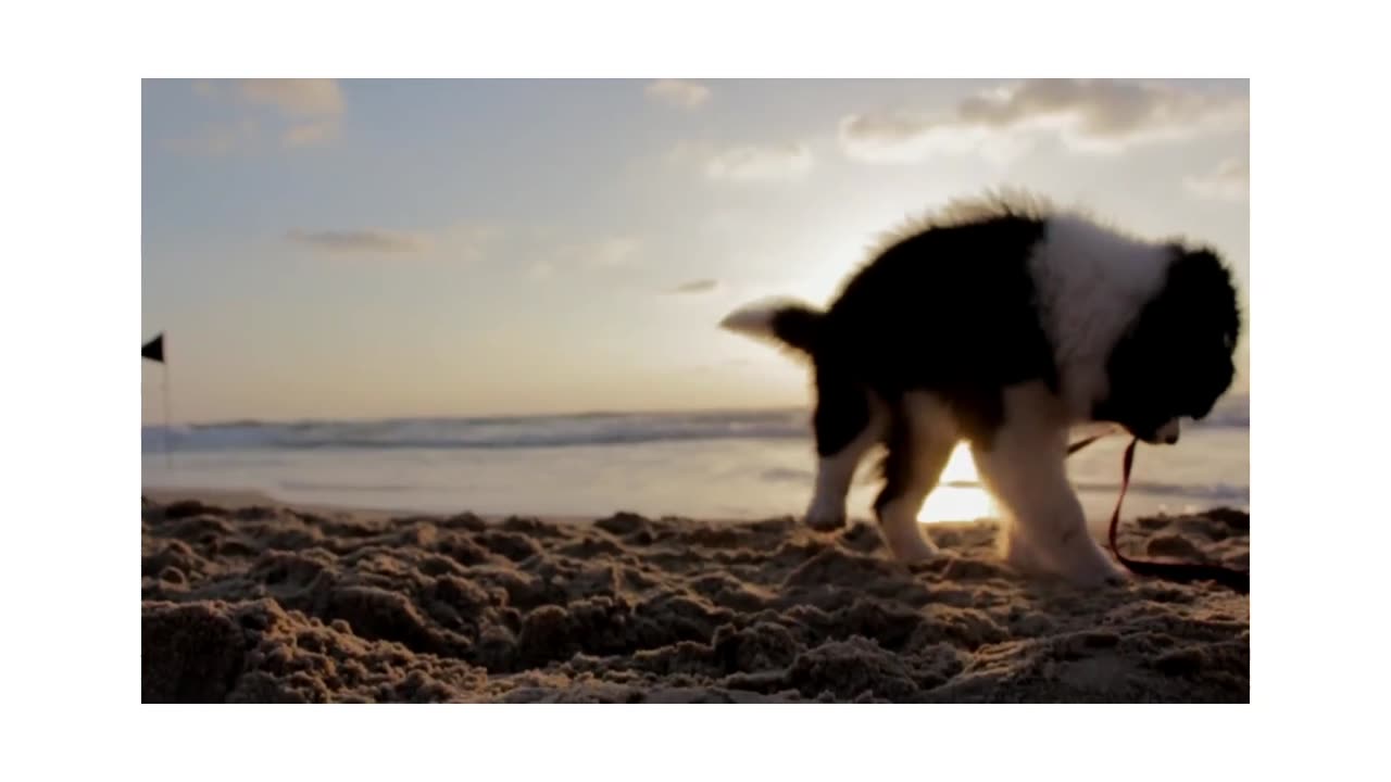 little dog playing on the beach