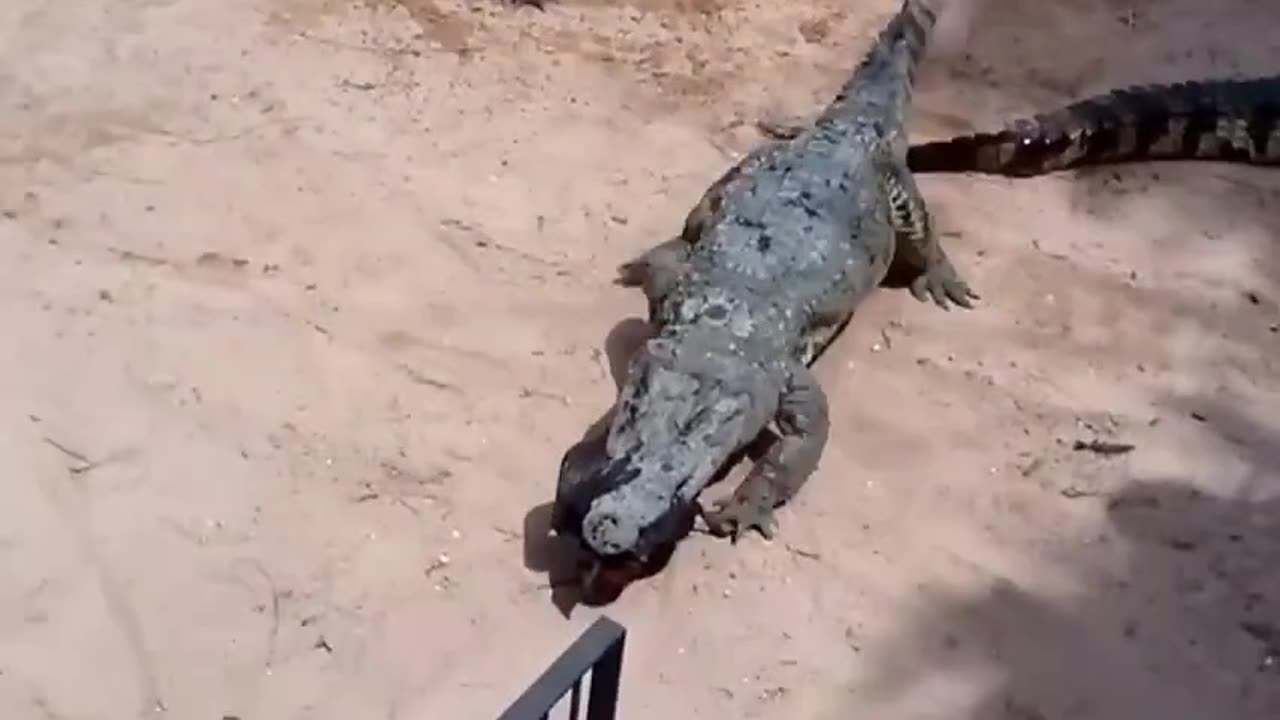 Crocodile Eats Rooster 🐓