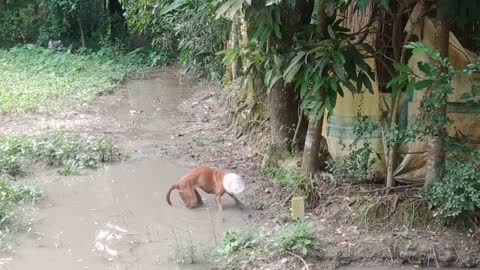 Good Samaritans Save Dog With Head Stuck in Container