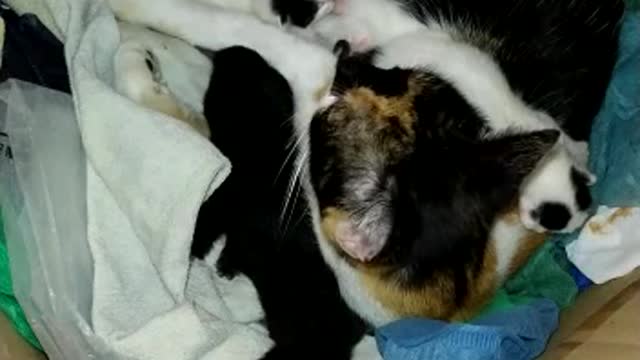 Save a cat from birth on the street, bring it in and take care of it part-3