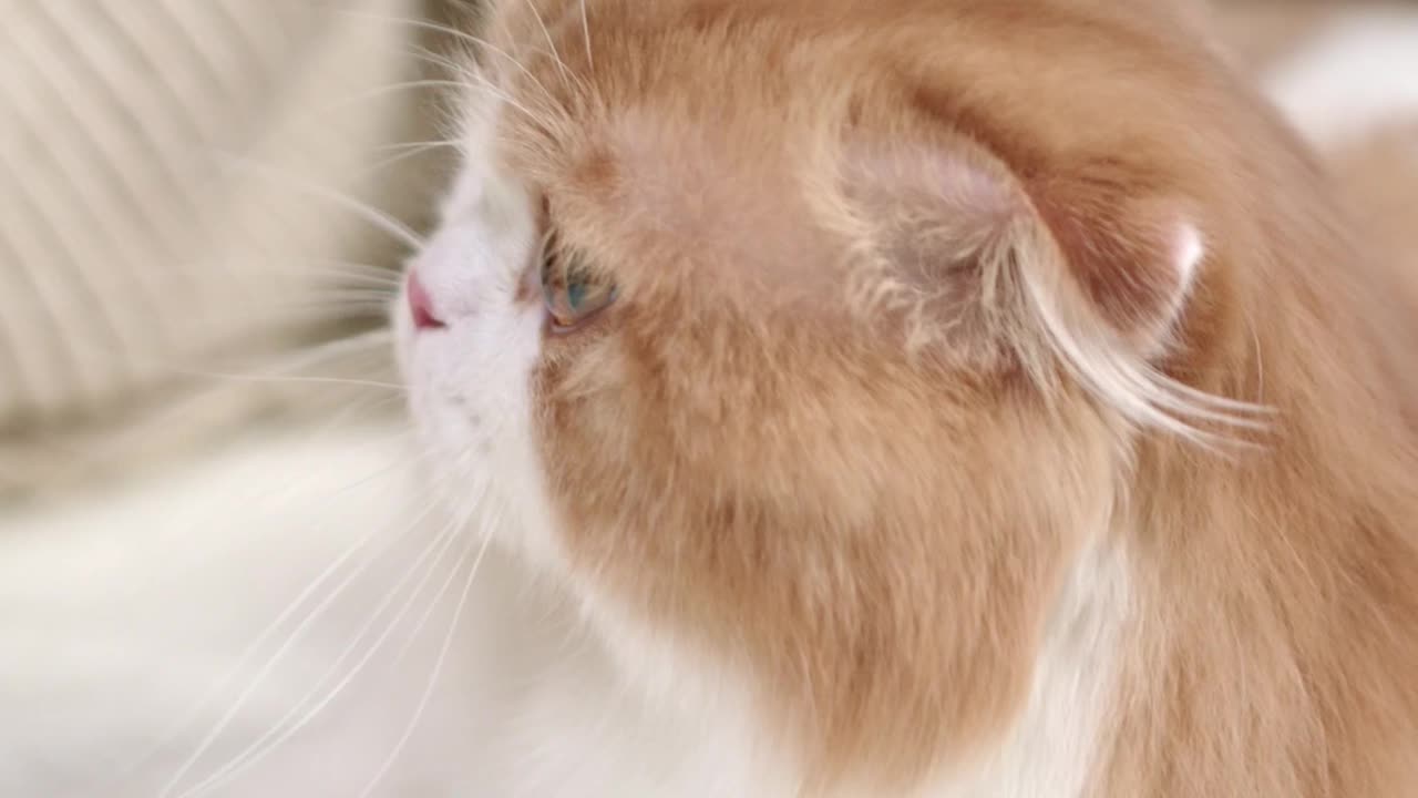 A Cat Getting Petting On The Bed