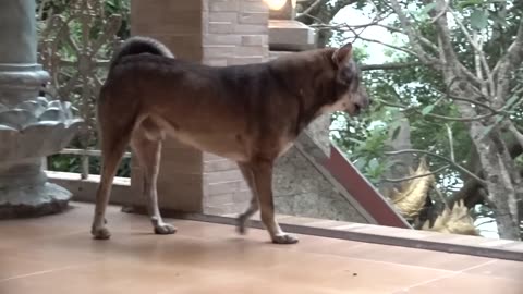 how dogs react when they see strangers