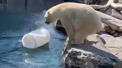 Polar bear