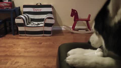 Mishka, la Husky Parlante, se niega a compartir su hueso con cachorra