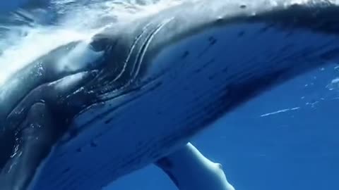 Great ocean whale