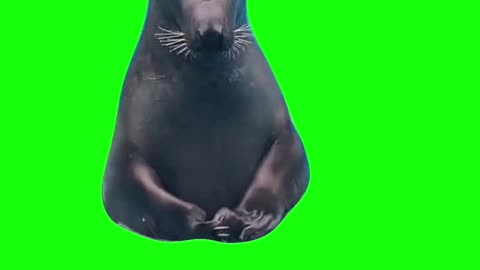 Nervous Seal | Green Screen